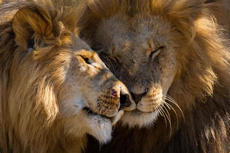 World Lion Day 12 Stunning Images Of Lions In The Wild London
