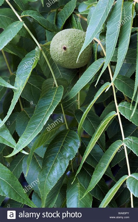 Black Walnut Juglans Nigra Fruit Hi Res Stock Photography And Images