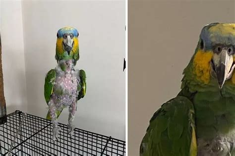 Poorly Parrot Got So Depressed When Its Owner Died It Started Self Mutilating Daily Star