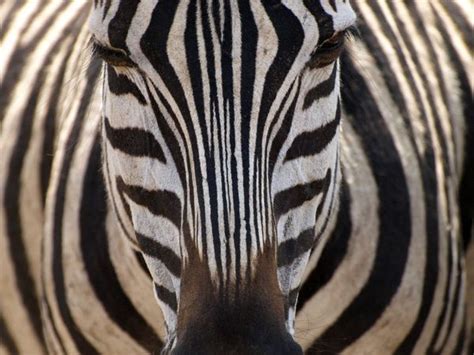 Plains Zebra Photograph By Gregg Pasterick Boldly Striped In