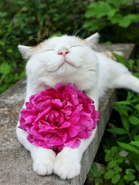 16 Cats That Are Full Of The Joys Of Spring