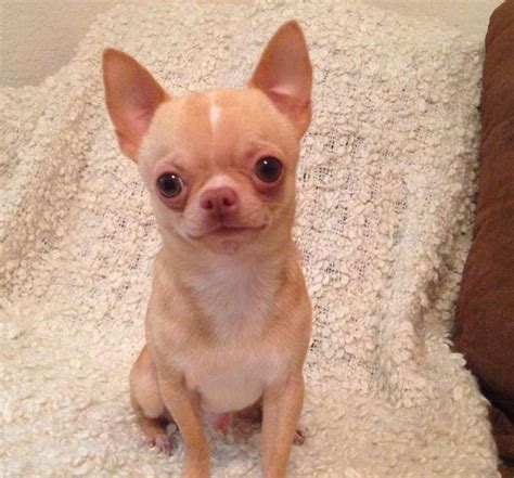 Apple Head Micro Teacup Chihuahua Pets Lovers