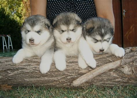 Alaskan Malamute Puppies For Sale In Texas Alaskan Malamute Breeders