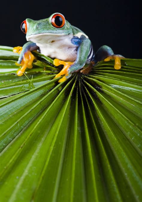 青蛙图片 绿叶上的 彩色青蛙素材 高清图片 摄影照片 寻图免费打包下载