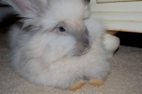 It's a coming, quiet, slow moving emergency, i think. How much does it cost to raise Angora rabbits? | Angora rabbit, Rabbit, Rabbit farm