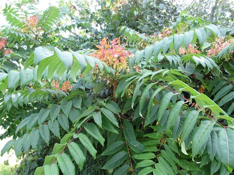 Tree Of Heaven Grows Almost Everywhere Unfortunately What Grows