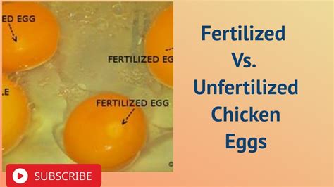 Fertilized Vs Unfertilized Chicken Eggs Youtube