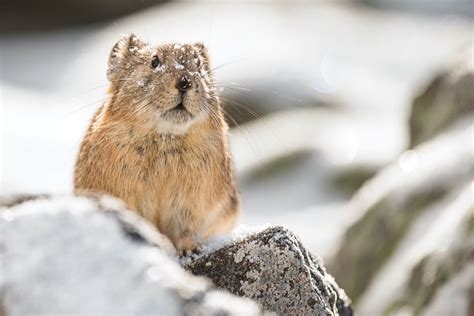 Conservation Photographer And Researcher Focuses On Pikas In 2022