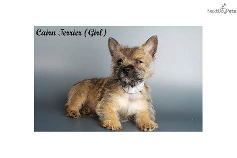 Meet Female A Cute Cairn Terrier Puppy For Sale For 595 Our Spunky