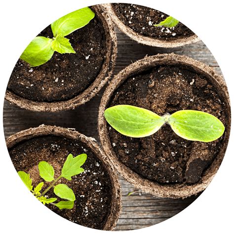 The Plant Soil Relationship Kidsgardening