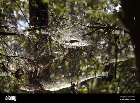 Spider Web In Australia Hi Res Stock Photography And Images Alamy