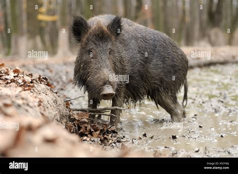 Close Wild Young Boar In Autumn Forest Stock Photo Alamy