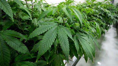Reducing Harm Systemic Racism And Overseas Comparisons The Experts On Legalising Cannabis