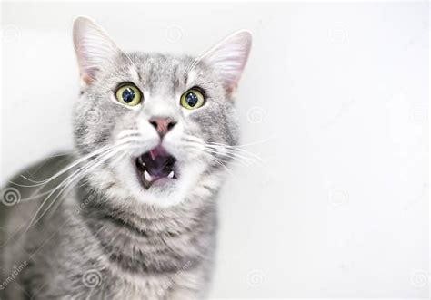 A Gray Tabby Shorthair Cat With Its Mouth Open Stock Image Image Of