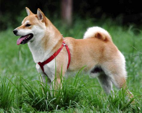 Shiba Inu Breed Information Pictures And More