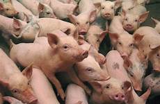 pigs pig farm overcrowded tyson animal china farms abuse running crowd truck piglets crash highway texas food drops foods businessinsider