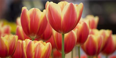 20 Best Spring Flowers - Popular Flowers to Plant in Spring
