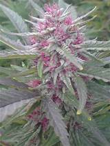 Growing Medical Marijuana In Ohio