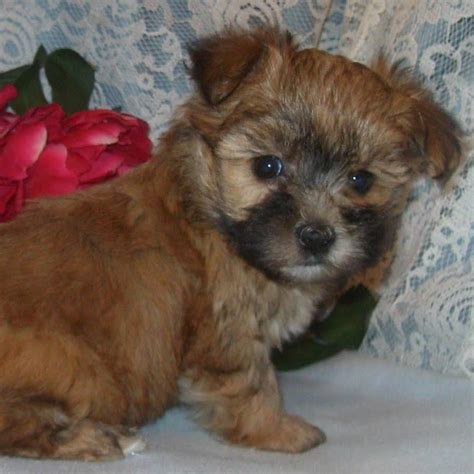 Shih Tzu And Yorkie Mix Sold Waggs To Riches