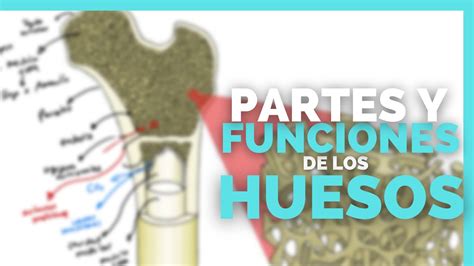 Introduccion A La Osteologia Tipos De Huesos Y Su Clasificacion