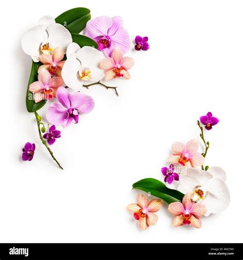 Floral Frame Composition Of Orchid Flowers And Leaves Isolated On
