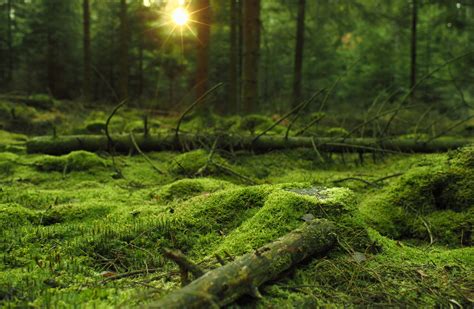 Mossy Forest Wallpapers Wallpaper Cave