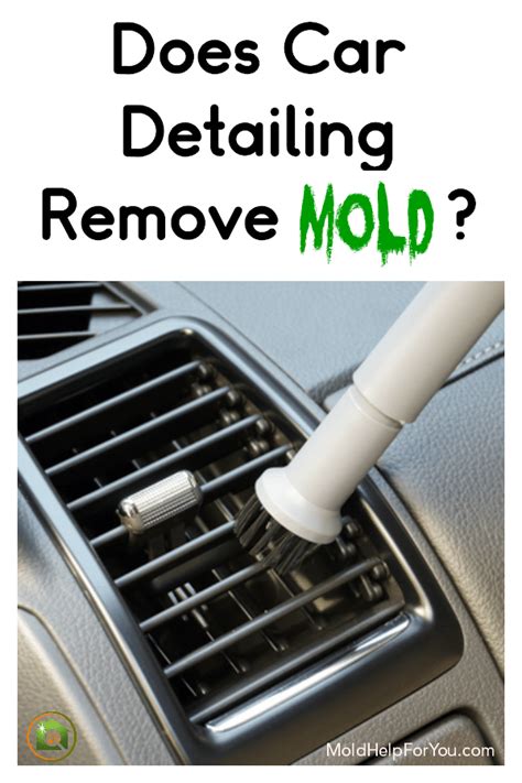 Use a vacuum cleaner to remove all the dust. How Do You Get Rid Of Mold In A Car? | Mold remover