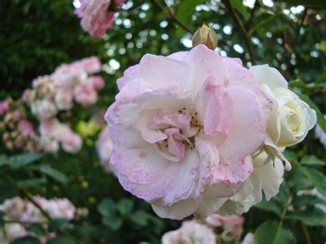 Passionnément Jardin Une Rose Un Rosier Midsummer Snow