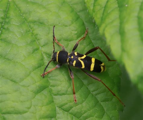 Wasp Beetle In The Cricket Scrub Clytus Arietis Stephen Middleton