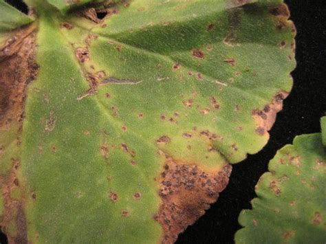 Bacterial Blight Confirmed On Geranium Nc State Extension