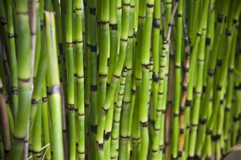 Bamboo Like Plants List Of Similar Plants