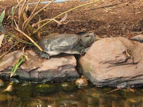 Maybe you would like to learn more about one of these? Chinese Soft-shelled Turtle - ZooChat