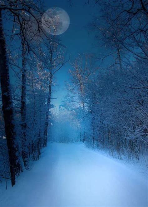 Wishing All A Peaceful Night Winter Forest Sky Photos Asker