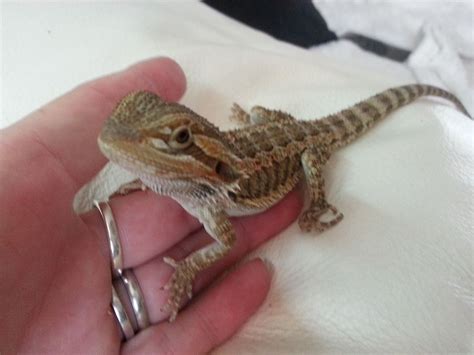 Baby Bearded Dragon Looking For Good Homes 1 Left
