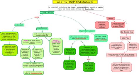 Struttura Molecolare Dna Mappa Concettuale