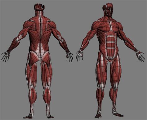 3d Model Realistic Anatomy Skeleton Muscles