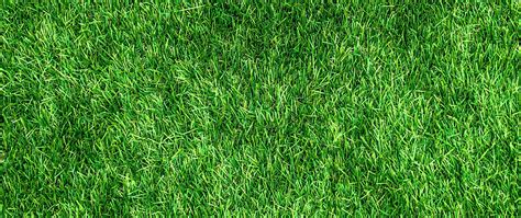 Besides being impressive, turf that is deep green in color is healthy yellow lawns generally lack key nutrients such as iron and nitrogen. Download wallpaper 2560x1080 lawn, grass, green, thick ...
