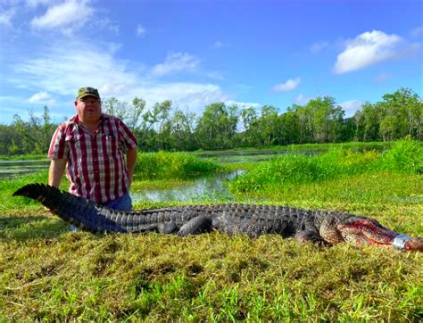 Alligator Hunting Georgia Key Points To Know Before Hunting