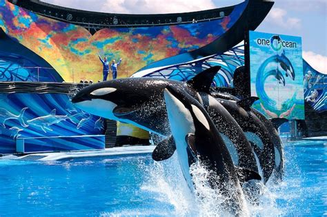 Seaworld Orlando Animals A Complete Guide To The Marine Park