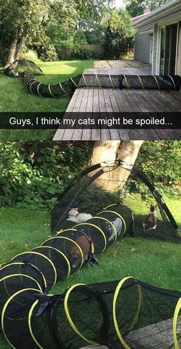 Spoiled Pussy 9gag