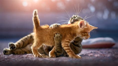 2048x1152 Cute Kittens 2048x1152 Resolution Hd 4k Wallpapers Images