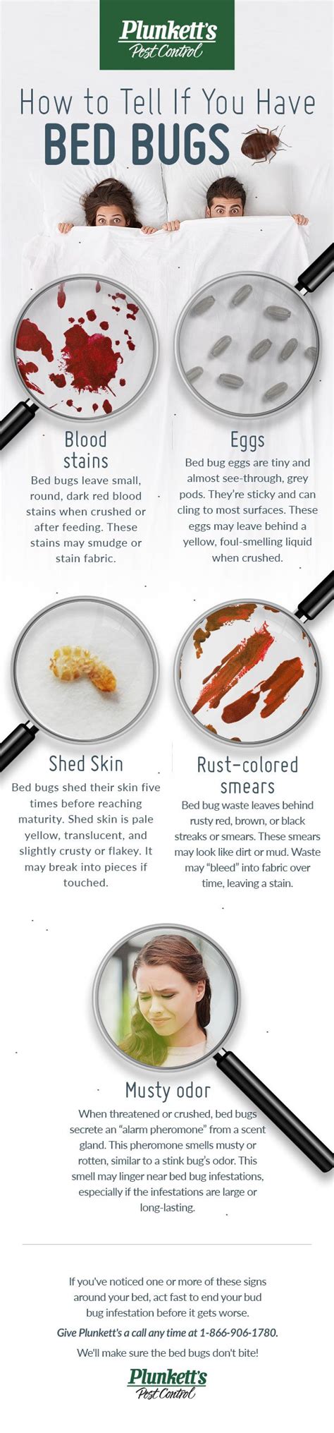 How To Tell If You Have Bed Bugs Infographic Plunketts Pest Control