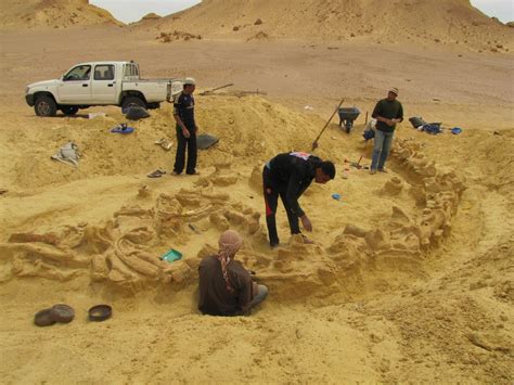 First Intact Fossil Of Prehistoric Whale Discovered In Wadi Al Hitan Iucn
