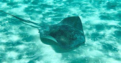How To Avoid Being Stung By A Stingray The Beachgoers Guide