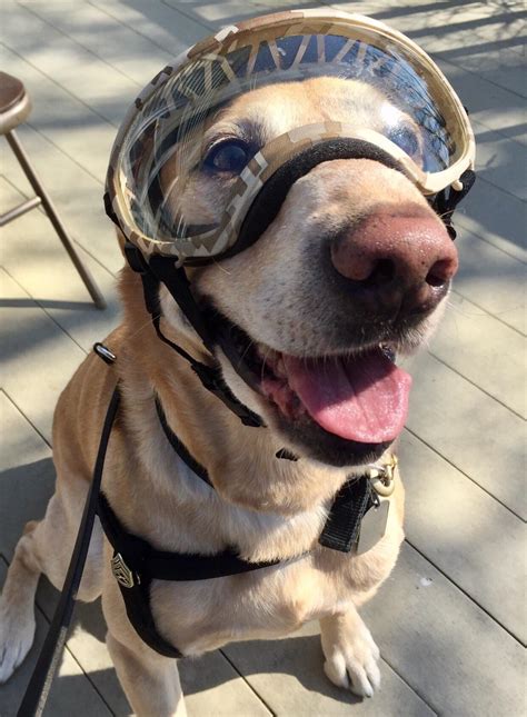 This Doggie Is Ready To Fly Doggles