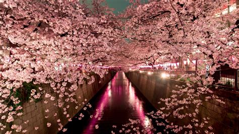 Cherry Blossom Season In Japan Is A 7 Billion Business Au
