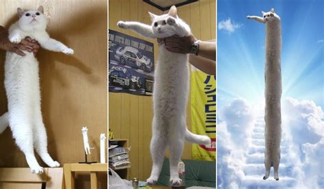 So Long Longcat Internets Beloved Cat Meme Died In Japan Trp