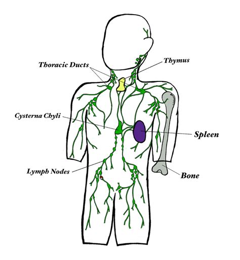 Map Of Lymph Nodes In Human Body