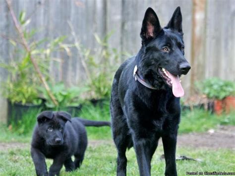 Gorgeous Purebred Black German Shepherd Puppies Price 500 In Lynnwood Washington