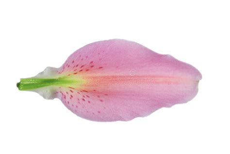 Lily Petal Stock Image Image Of Pollen Purity Pink 4646005